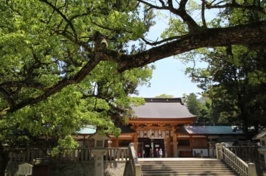 大山祇神社　クスノキ