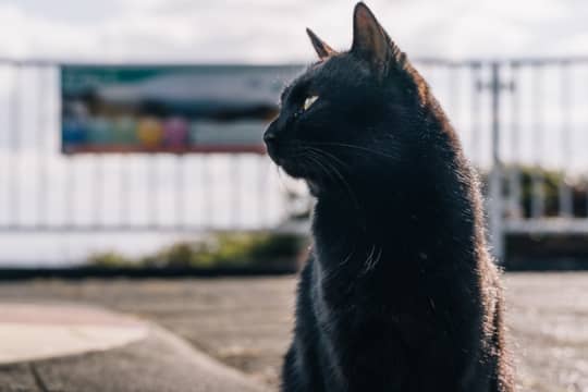 野良猫