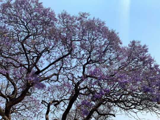 ザンビアの花ジャカランダ