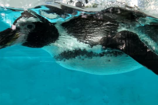 夢見が崎動物公園のペンギン