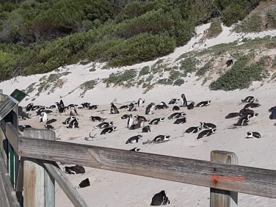 ボルダーズビーチ  ペンギン　生活