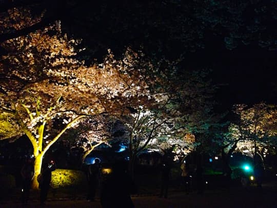 兼六園の夜桜　その2