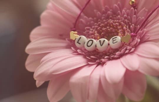 ピンク色の花
