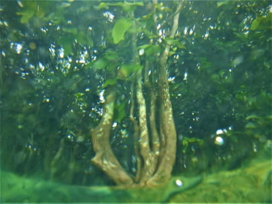 エメラルドグーン温泉池で水中写真