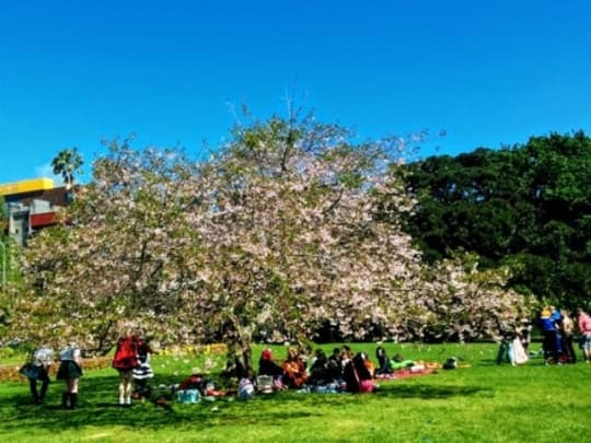 オークランド　アルバート公園　の桜