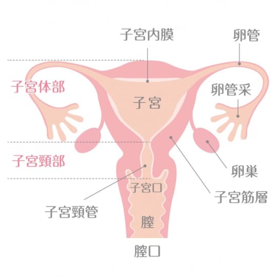子宮のイラスト
