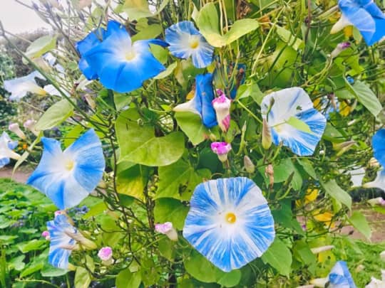 植物園内の花