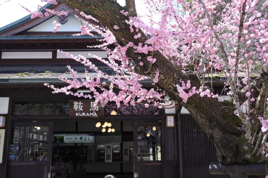 鞍馬駅前桜