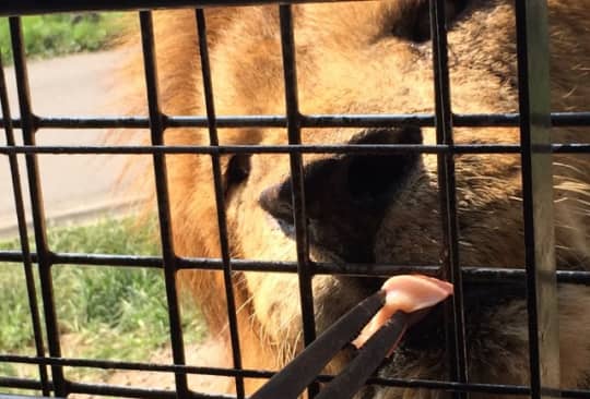 九州自然動物園アフリカンサファリ