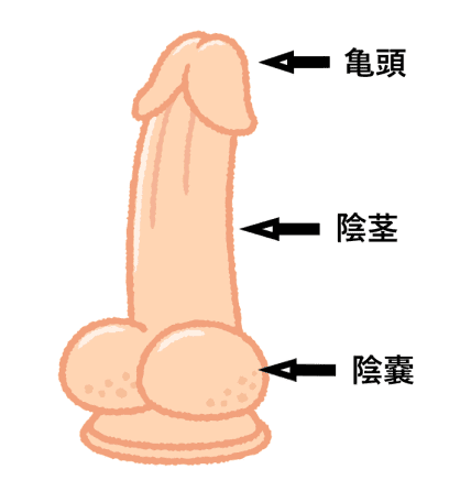 ちんこ図解