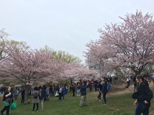 ハイパークの桜