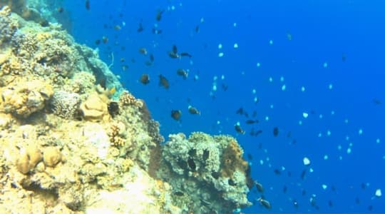 落ち葉のようにキラキラと泳ぐ熱帯魚