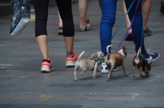 スペインの犬