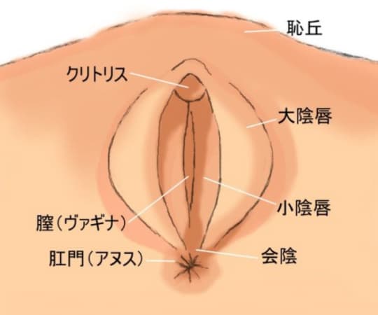 女性器のイラスト