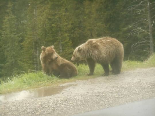カナディアンロッキーのグリズリー