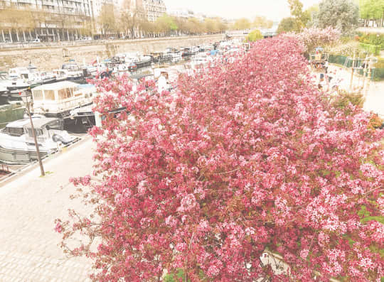 サンマルタン運河沿いのたくさんの桜の木