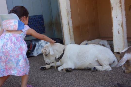 ふれあい動物園