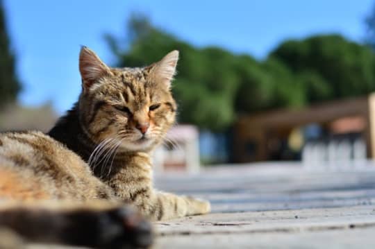 エフェスの猫