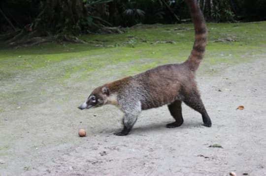 食べ物を探しているハナグマはかつてマヤ人のペットだったという説も。