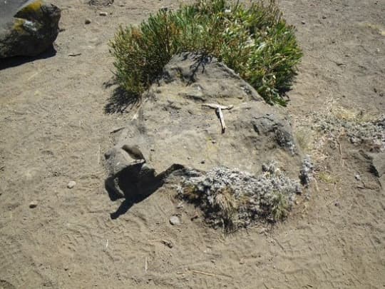 植層が変わり始めるエリア