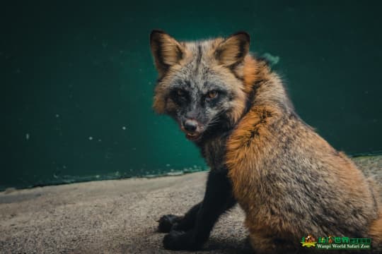 頑皮世界野生動物園の動物