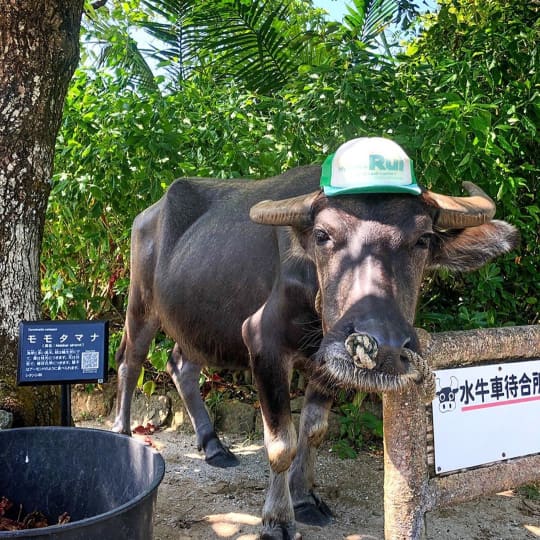 由布島