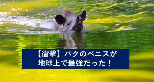 バク ペニス