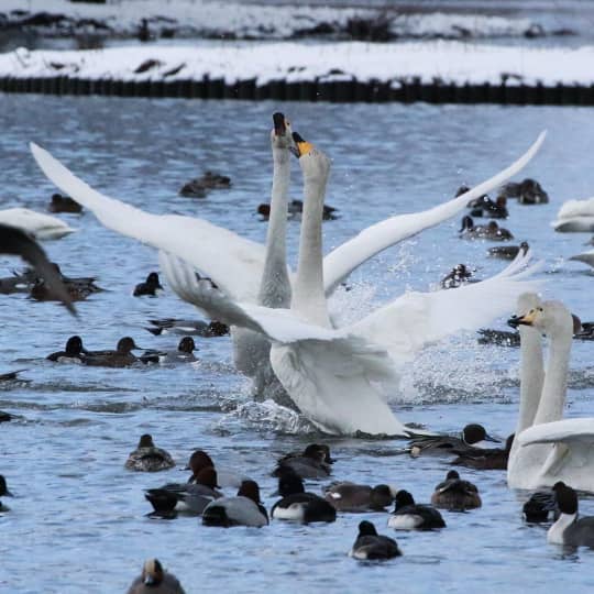 瓢湖の白鳥