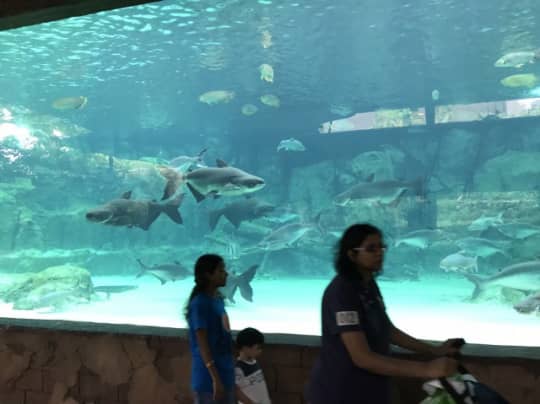 リバーサファリの水槽の展示