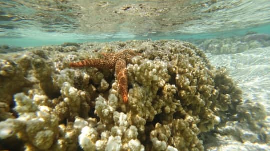 Heron Island