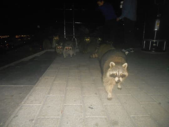 モントリオールのアライグマ