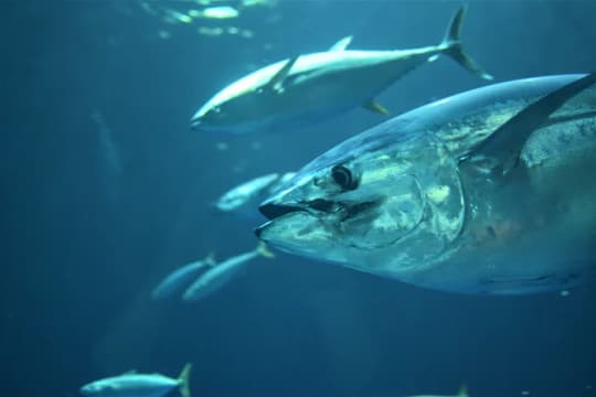 TUNA