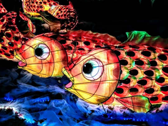 【ニュージーランドの特徴】学びたい文化と習慣2　多民族文化　Auckland Lantern Festival 2018①