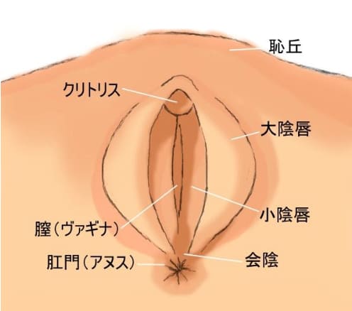 外性器と内性器とは