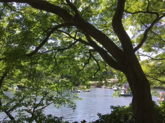 夏の井の頭公園