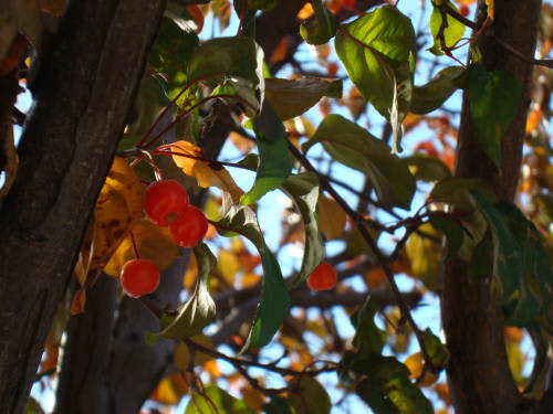 ミシガン州のチェリー