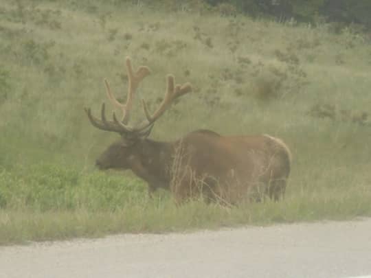 カナディアンロッキーのムース