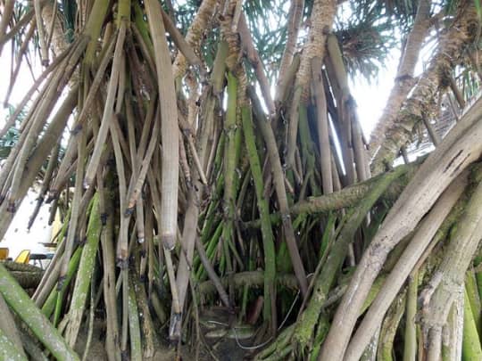 ビーチの植物（ゴール）