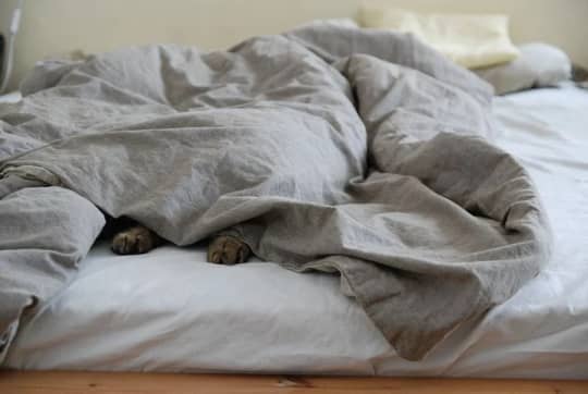 BEDCAT