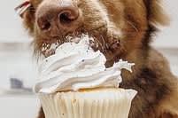 犬とケーキ