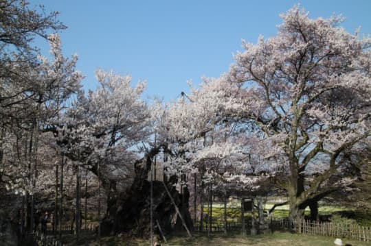 実相寺　神代桜