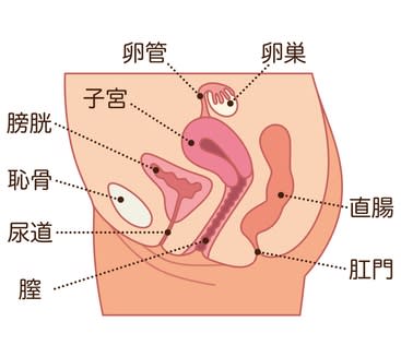 女性器