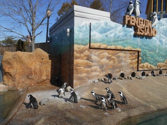 アドベンチャー水族館のペンギン