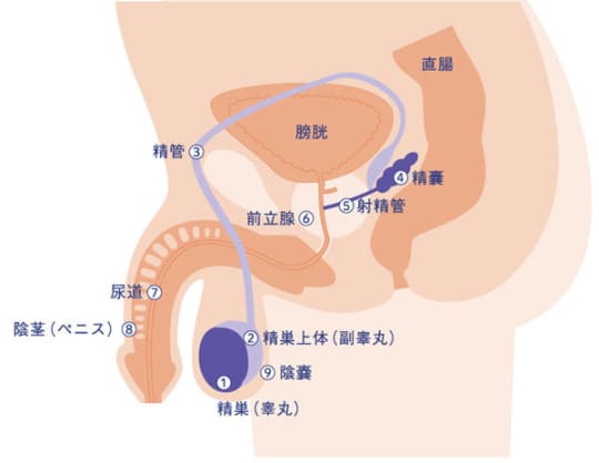 亀田IVFクリニック幕張