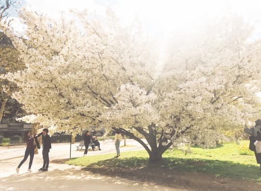 パリ植物園の白い桜の木