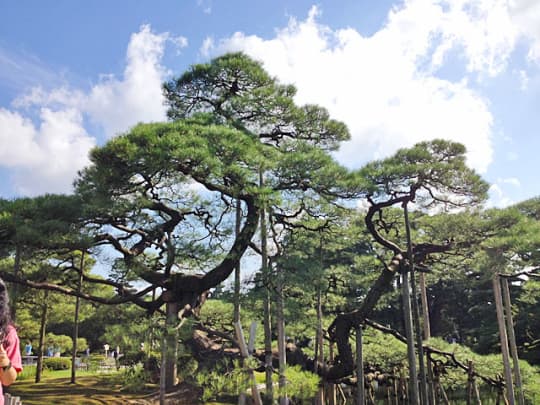 唐崎松　正面