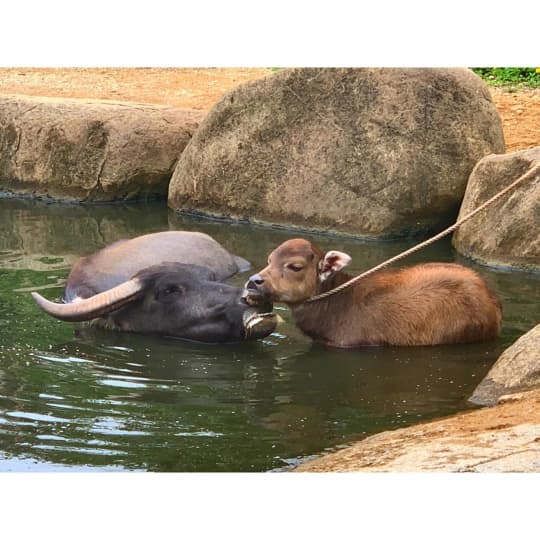 水牛の池