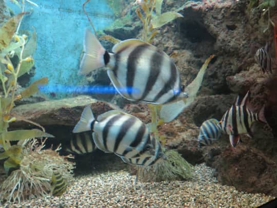 シカゴ　シェッド水族館の熱帯魚