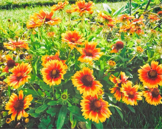 植物園の花