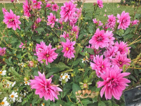 植物公園の花